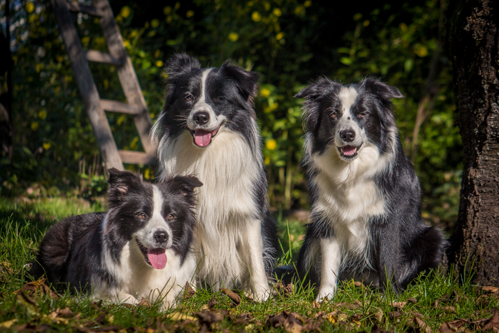 Drei Border Collies im herbstlichen Garten