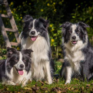 Drei Border Collies im herbstlichen Garten