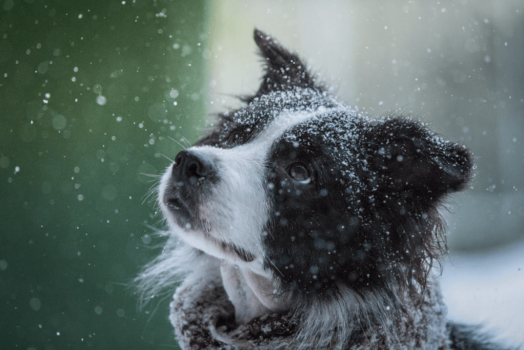 Border Collie Hündin Ida im Schneegestöber