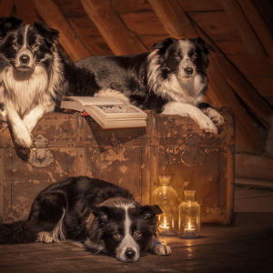 Drei märchenhafte Border Collies