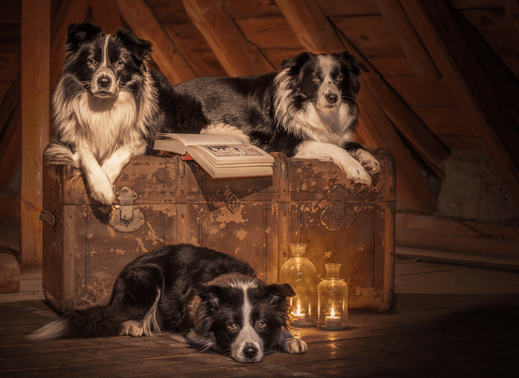 Drei märchenhafte Border Collies