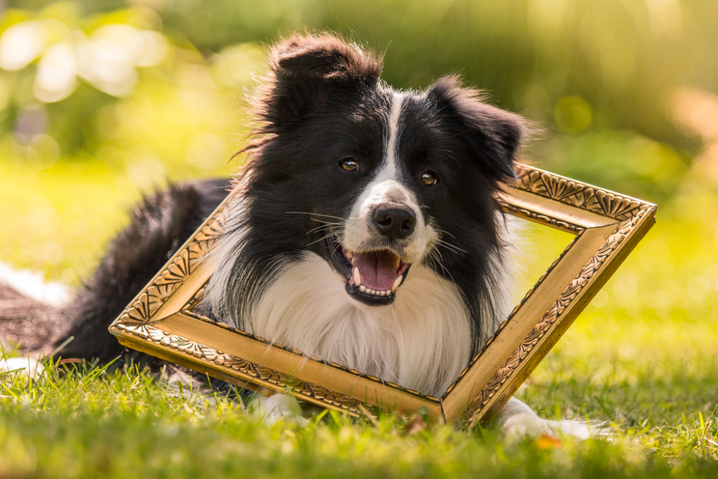 Border Collie Rüde Zion