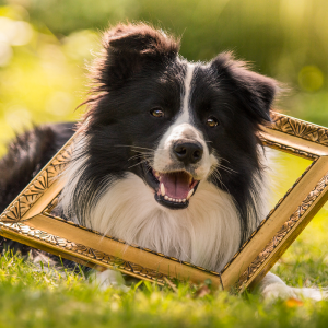 Border Collie Rüde Zion