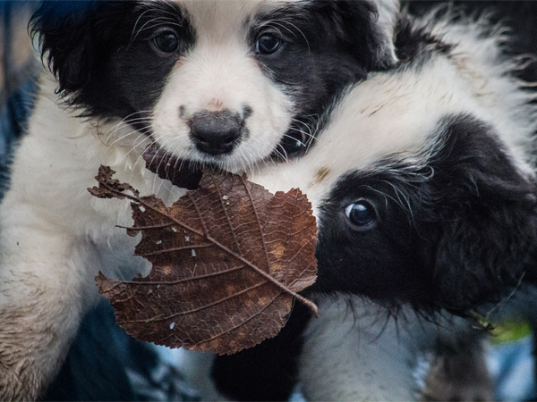 Spielende Border Collie Welpen