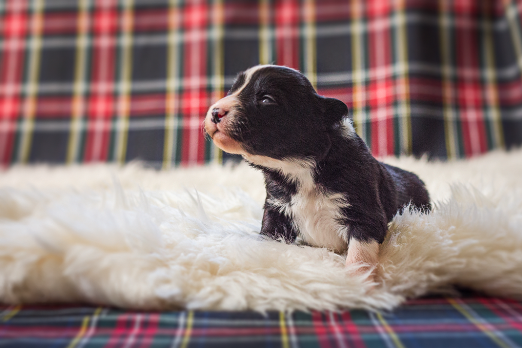 Border Collie Welpe mit 14 Tagen