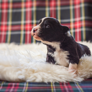 Border Collie Welpe mit 14 Tagen