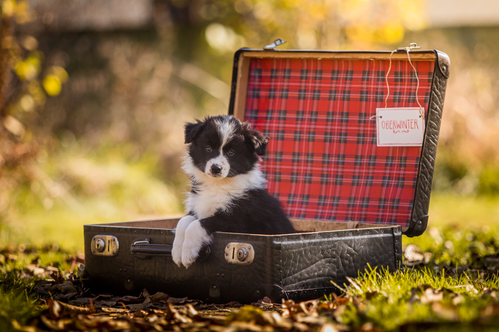 Border Collie Welpe im Koffer