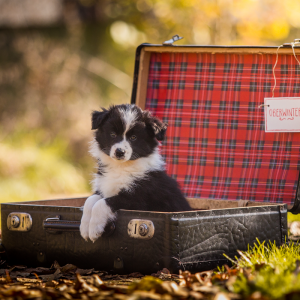 Border Collie Welpe im Koffer