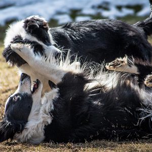 Border Collies beim Spielen