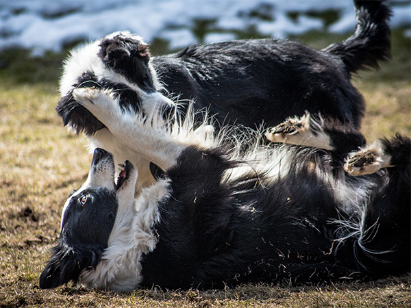 Border Collies beim Spielen