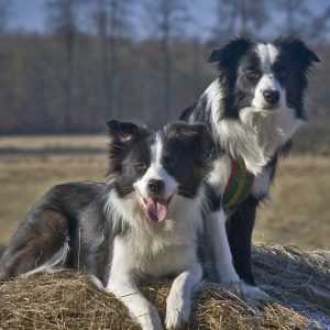 Zwei Border Collie Hündinnen