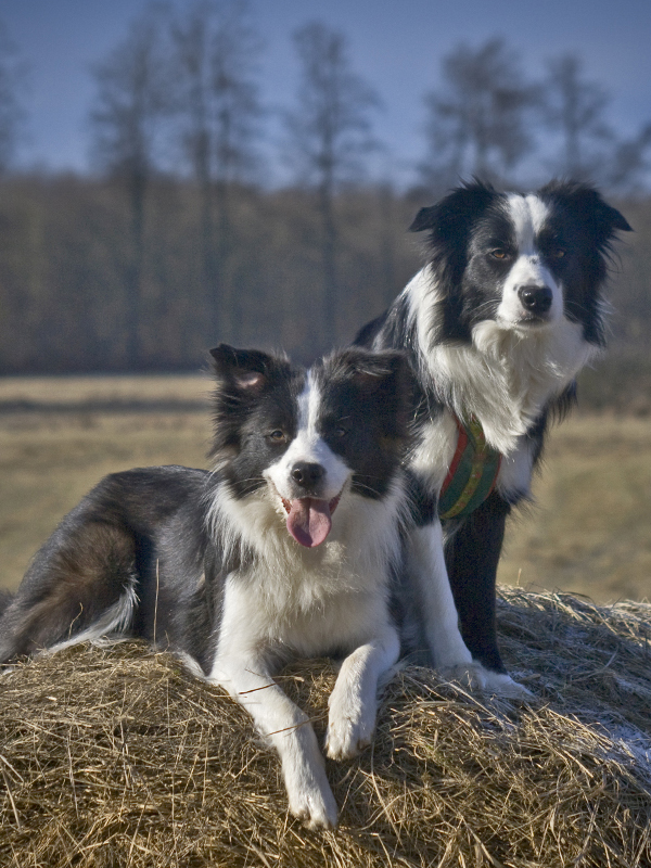 Zwei Border Collie Hündinnen