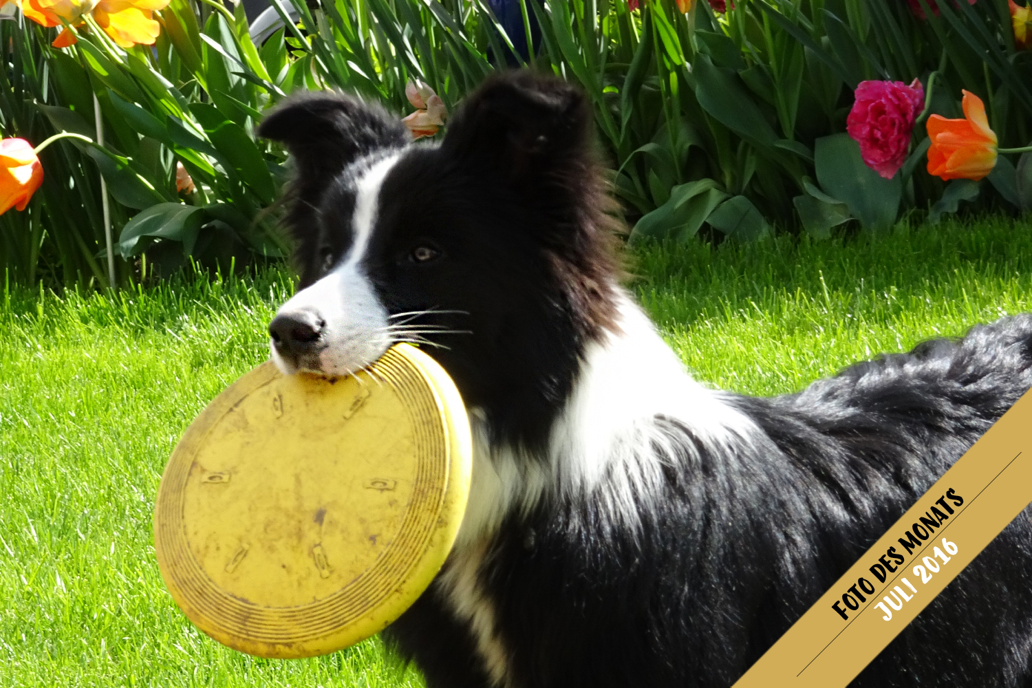 Foto des Monats: Fly (Broadmeadows Cornflake Girl) mit Frisbee