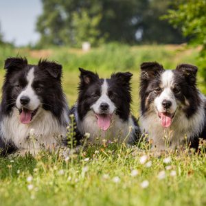 Eine Hundefamilie: Buddy, Ida und Iska