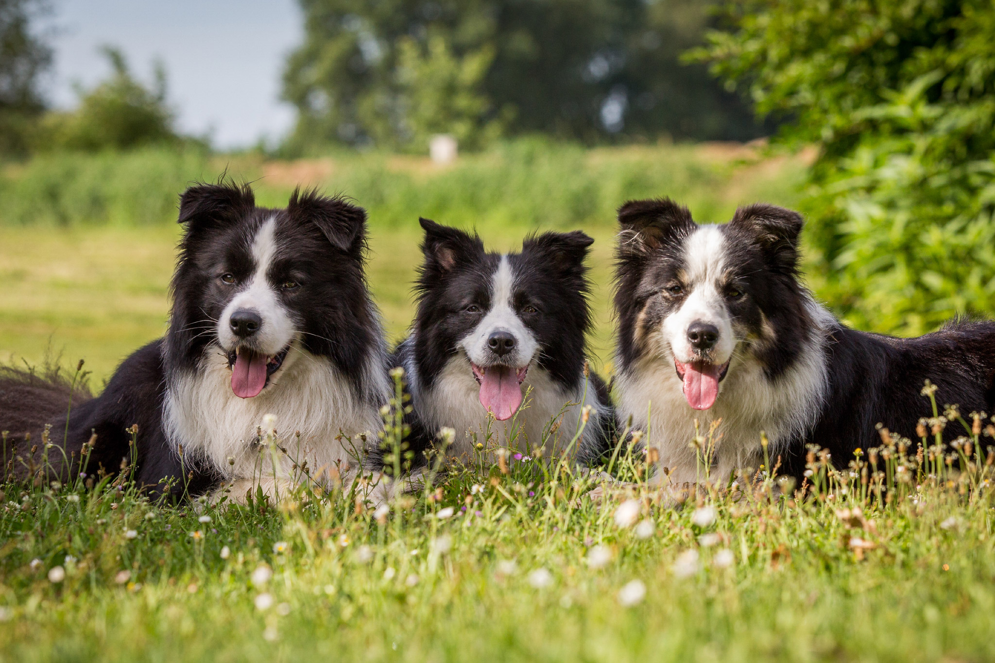 Eine Hundefamilie: Buddy, Ida und Iska