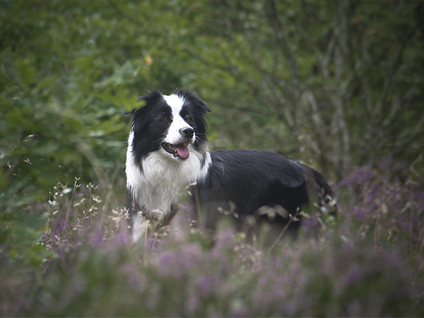 Urlaub mit Hund in Dänemark, Border Collie im Hundewald