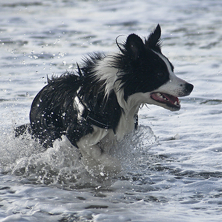 Urlaub mit Hund in Dänemark, Border Collie badet im Meer