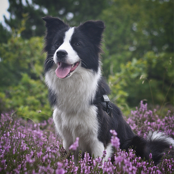 Urlaub mit Hund in Dänemark, Border Collie im Heidekraut