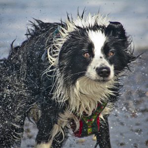 Urlaub mit Hund in Dänemark, Border Collie schüttelt sich