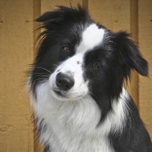 Urlaub mit Hund in Dänemark, Border Collie Hündin vor Ferienhaus