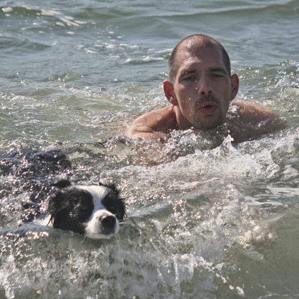 Urlaub mit Hund in Dänemark, Border Collie schwimmt im Meer