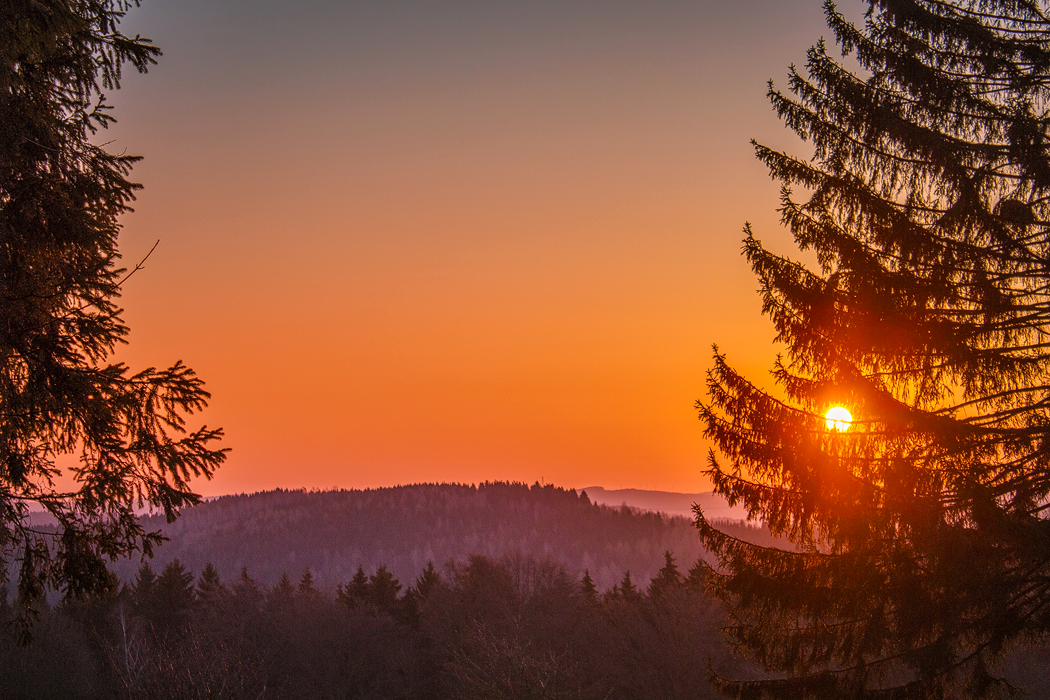 Hund<em>Border-Collie</em>Urlaub_Erzgebirge