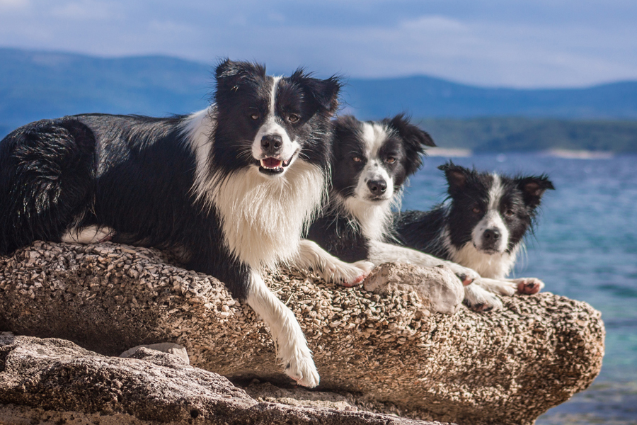 Urlaub mit Hund in Kroatien auf der Insel Brac, Border Collies am Strand