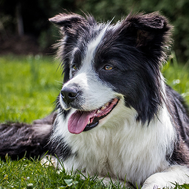 Tagebuch<em>B-Wurf</em>Border-Collie-10