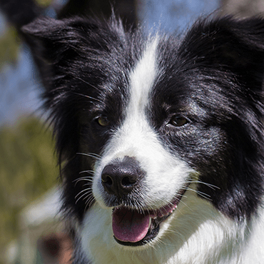 Tagebuch<em>B-Wurf</em>Border-Collie-4