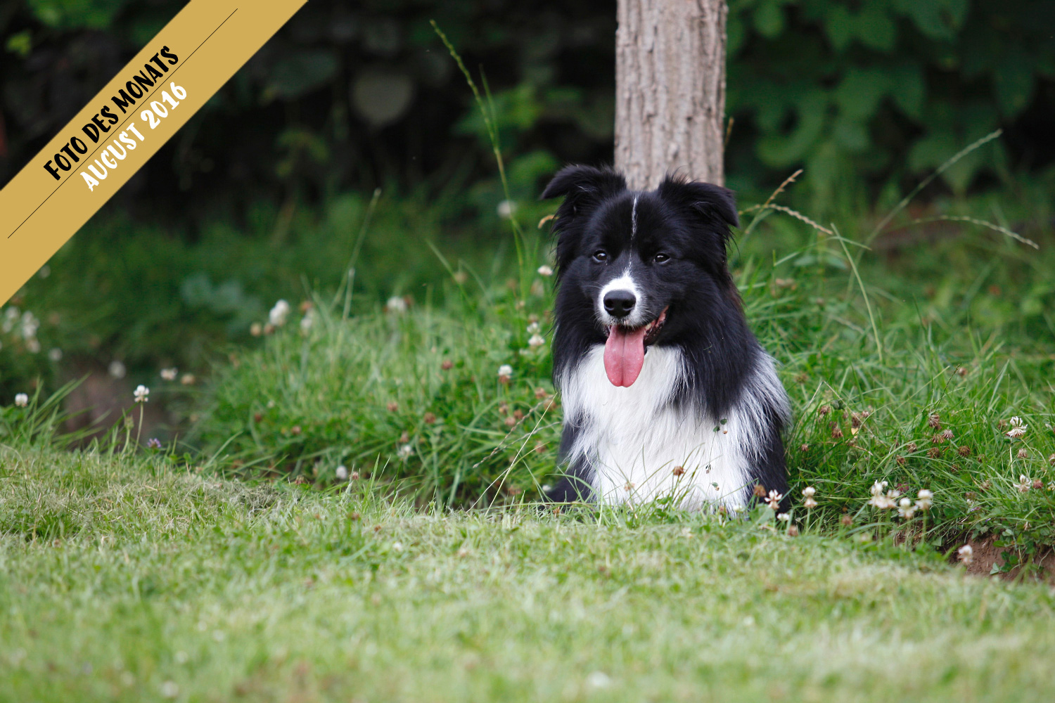 Border Collie Bran sitzt im Graben