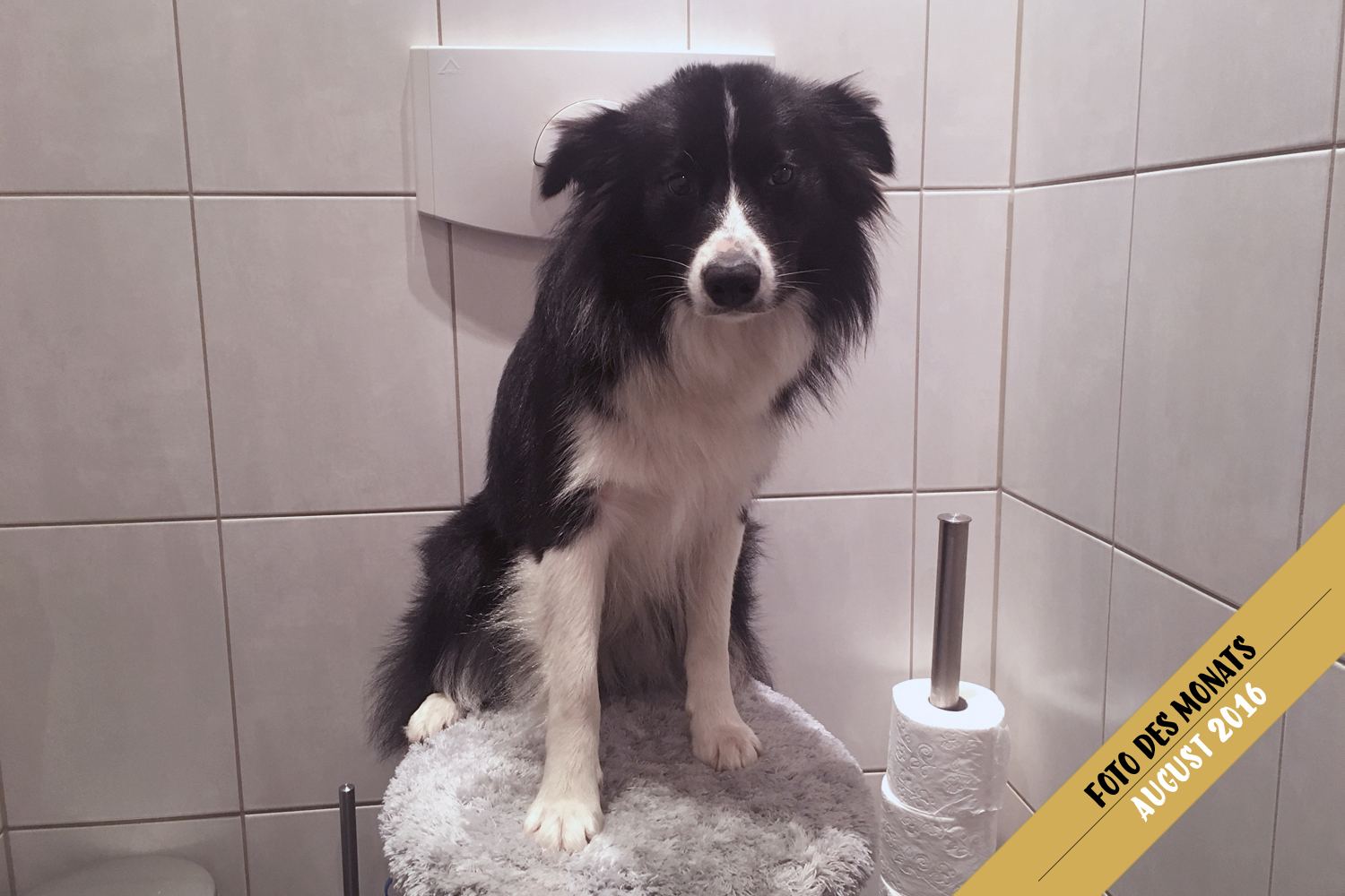 Border Collie Hündin Ellie sitzt auf dem Klo