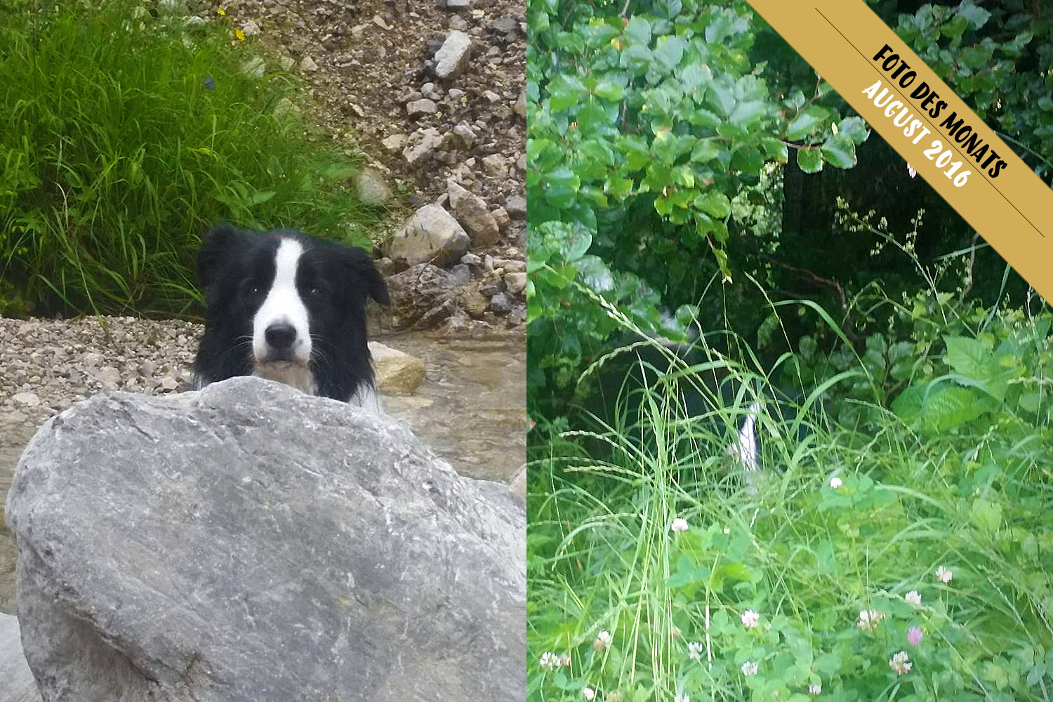 Border Collie Twix sucht nach einem stillen Örtchen für das große Geschäft