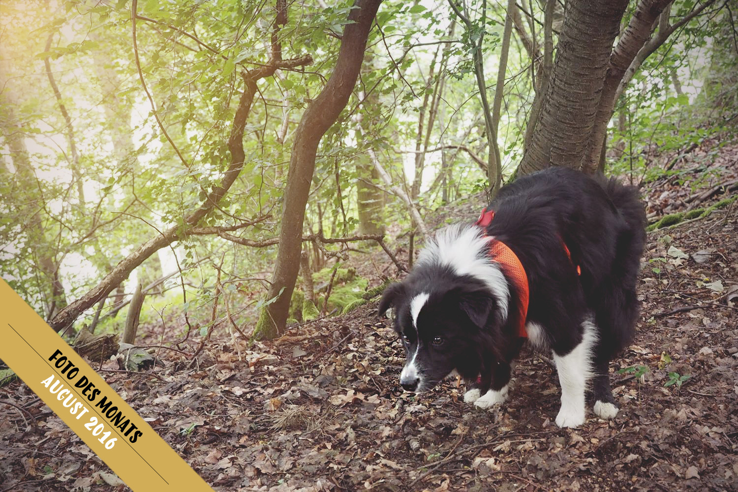 Border Collie Hündin Zoe bei der Morgentoilette im Wald