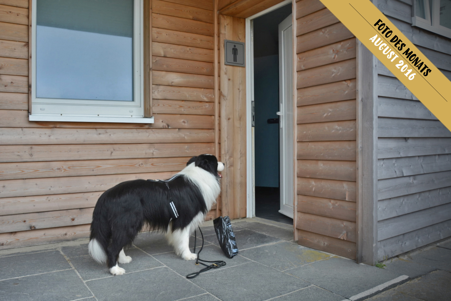 Border Collie Joey wartet vor öffentlicher Toilette