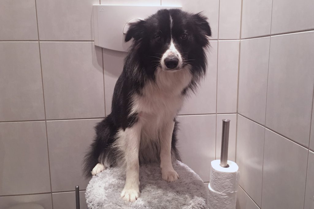 Foto des Monats Border Collie