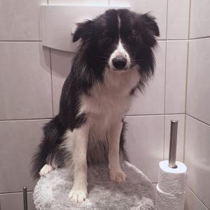 Foto des Monats Border Collie