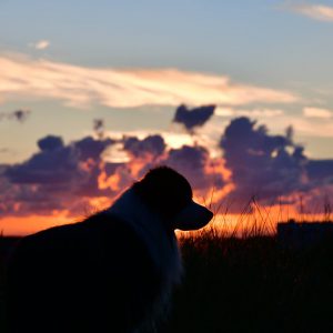 Border Collie Joey macht Urlaub auf Norderney