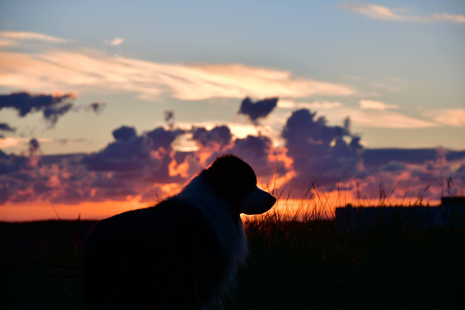 Border Collie Joey macht Urlaub auf Norderney