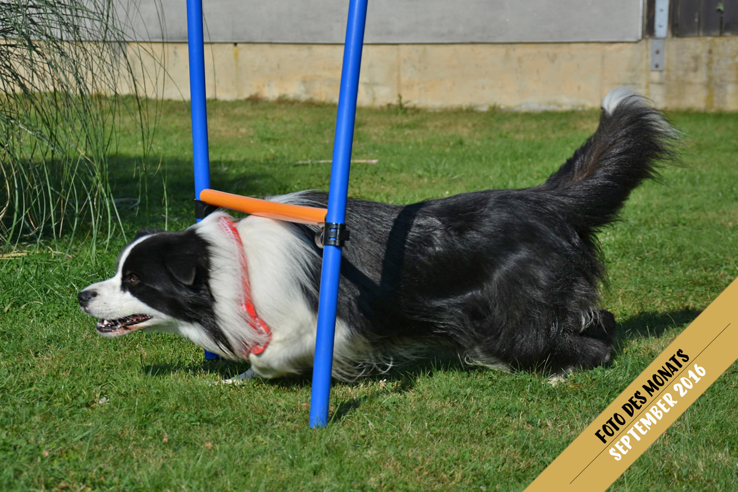 Joey (Broadmeadows Black Diamond): Eigentlich geht's drüber, nicht drunter durch …