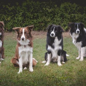 Spencer, Nana, Bounty und Zeppo