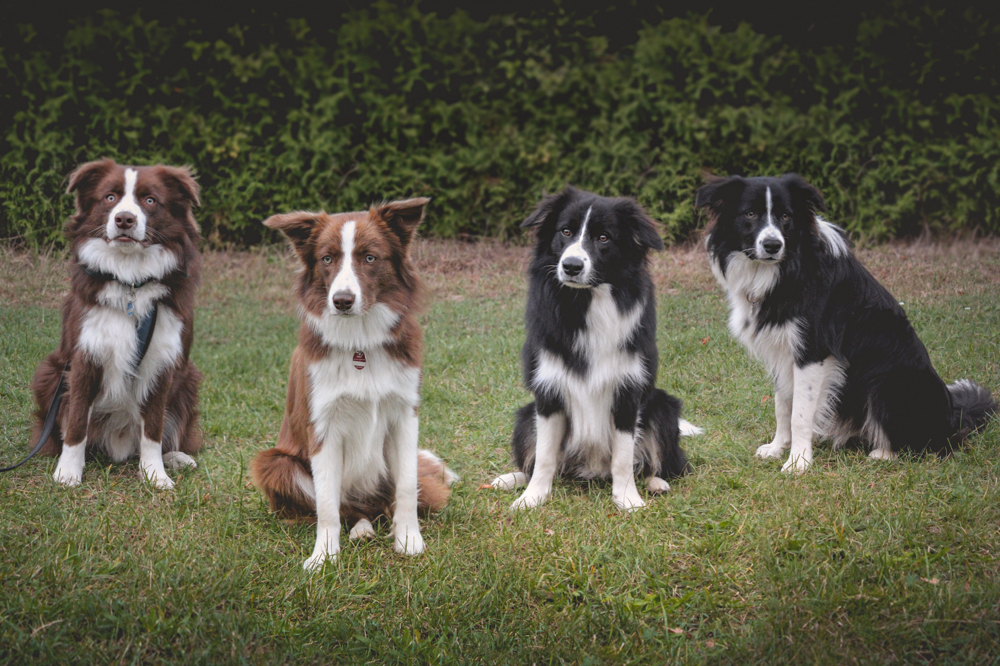 Spencer, Nana, Bounty und Zeppo