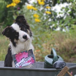 Foto des Monats Oktober - Broadmeadows Border Collies