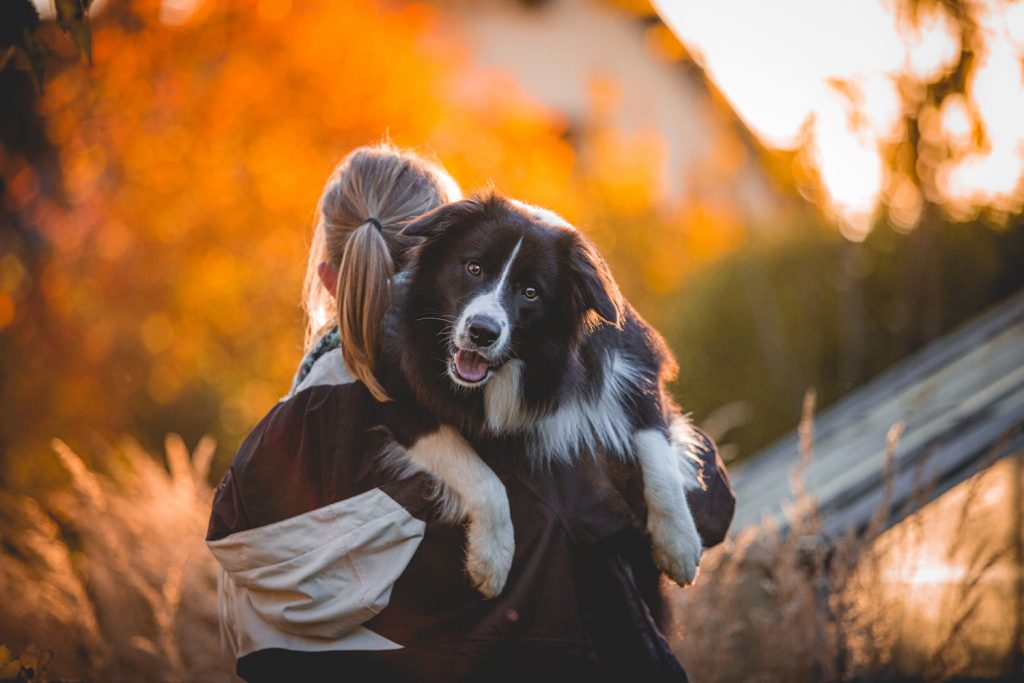 Border Collie Bounty (Broadmeadows Dressed for Success)