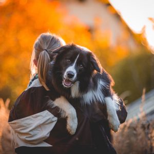 Border Collie Bounty (Broadmeadows Dressed for Success)