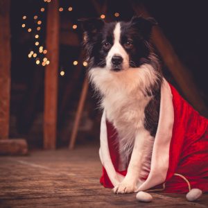 Broadmeadows Border Collies Adventskalender