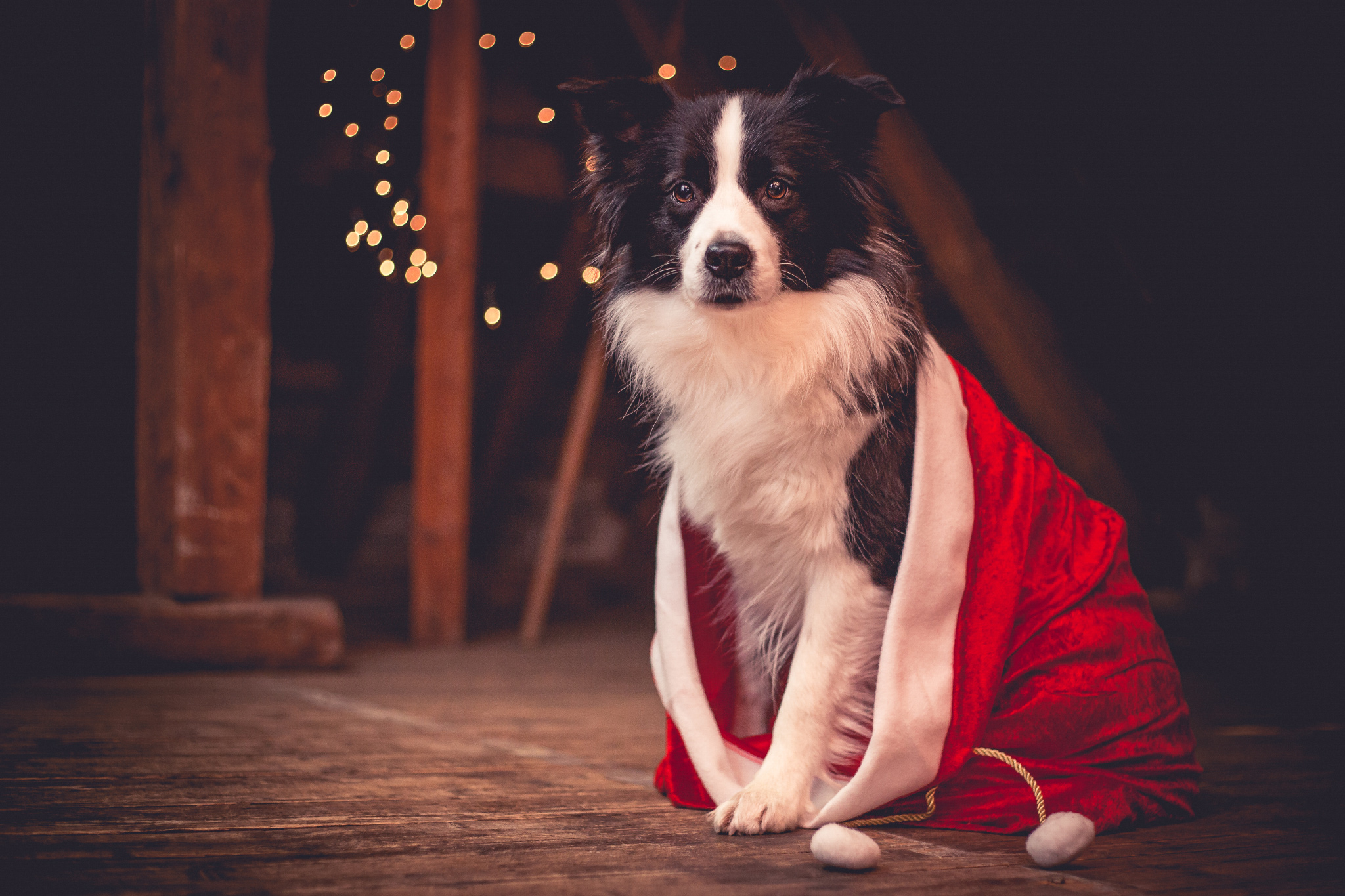 Broadmeadows Border Collies Adventskalender