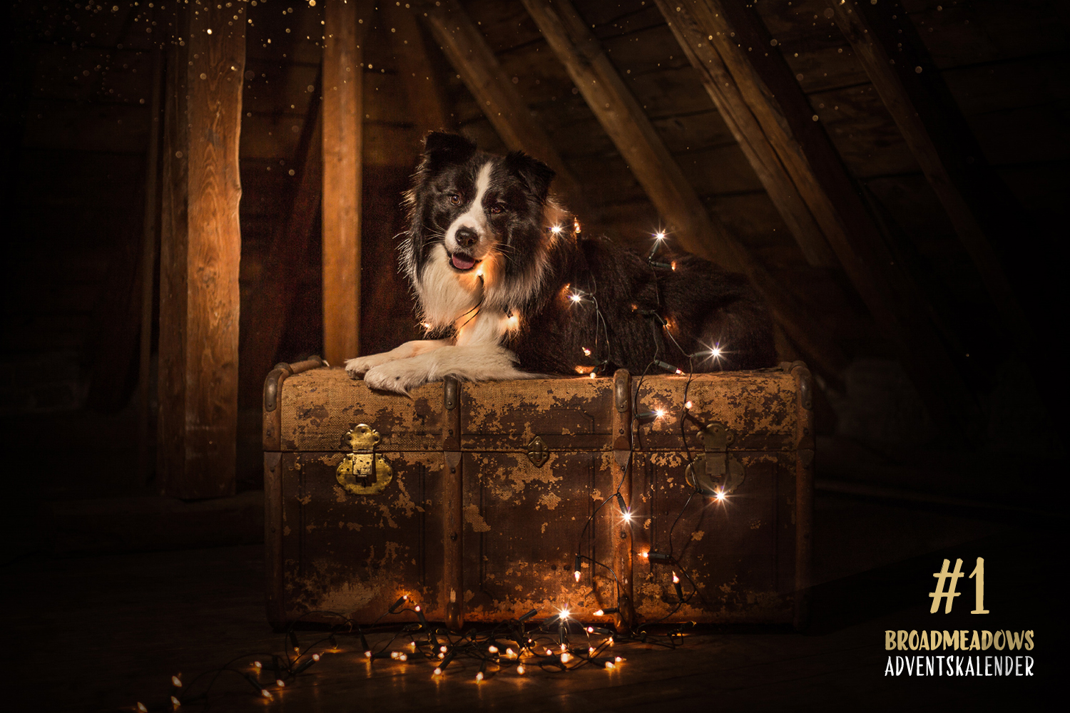 Broadmeadows Border Collies Adventskalender – No. 1: »Buddy« (Broadmeadows Body and Soul)