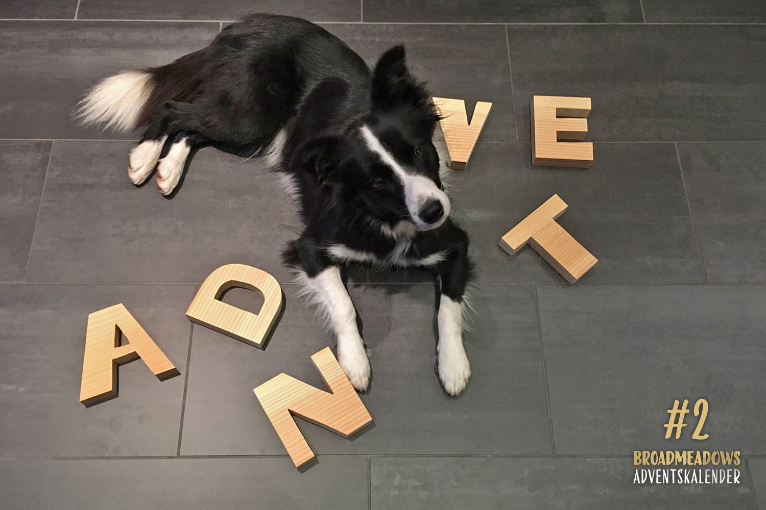 Broadmeadows Border Collies Adventskalender – No. 2: »Fly« (Broadmeadows Cornflake Girl)