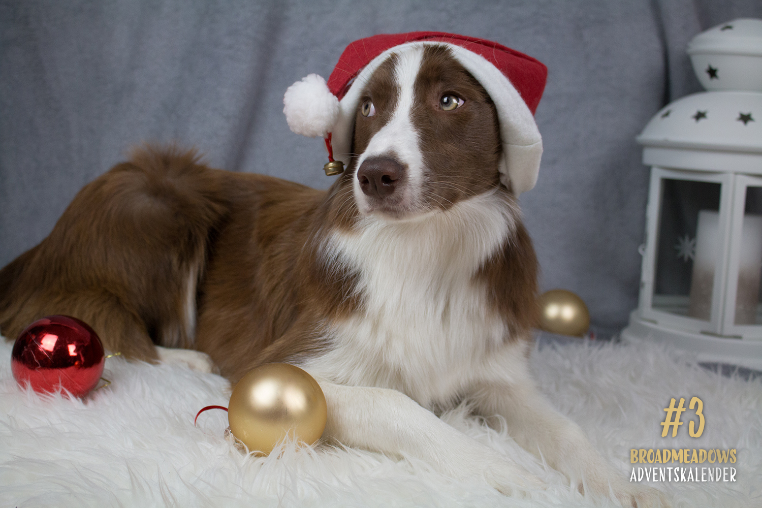 Broadmeadows Border Collies Adventskalender – No. 3: »Nana« (Broadmeadows Desert Rose)