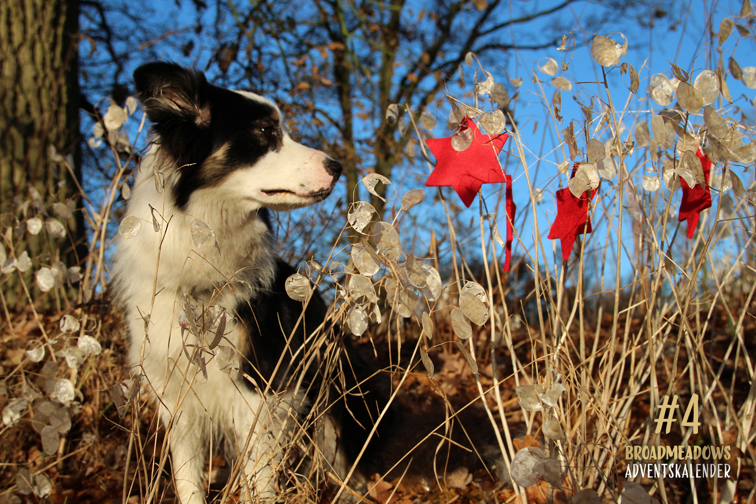 Broadmeadows Border Collies Adventskalender – No. 4: »Iska« (Broadmeadows Beauty Queen)